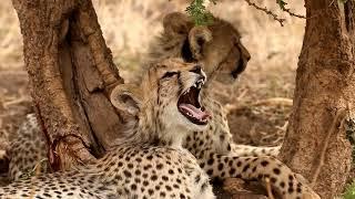 B.1 Serengeti Wildlife Safari Adventure Video