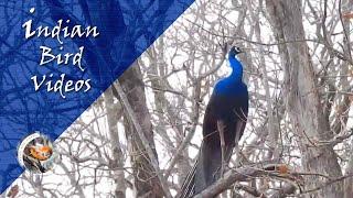 The Indian peafowl (Pavo cristatus) - Indian Bird Videos