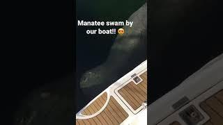 Our first time seeing a manatee swim by our boat!! #boatlife #kids4sail #manatee #bahamas