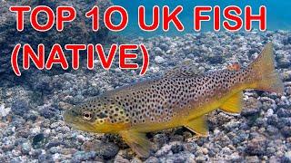 Top 10 British Freshwater Fish (Native)