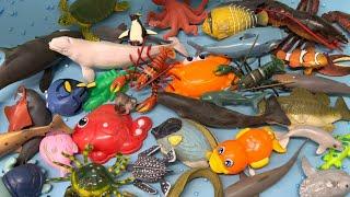 Sea Animal Toys Down a Slide with Flash Cards and Names in English