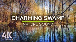 8 HOURS Unique Sounds of a Charming Swamp for Stress Relief, Work and Study - 4K Nature Soundscapes