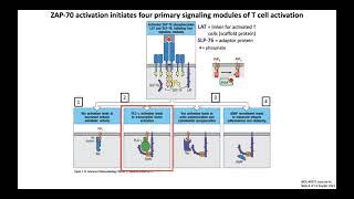 Lecture 4c: T Cell Signaling + Activation