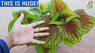 COLEUS - Dos & Donts | Important Points on Coleus Care and Propagation