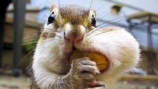 Best and funniest squirrel & chipmunk videos - Funny and cute animal compilation