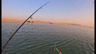 DELIGHTFUL FISH IN BEACH FISHING