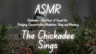 ASMR | 1-hour Chickadee Birdsong | The Chickadee Sings