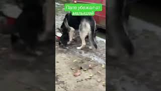 Папа убежал от малышей , овчарки ВЕО . #puppy #собака #cute #щенки