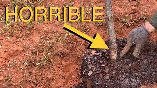 Plant Trees Like An Arborist- Avoid This Common BIG MISTAKE!