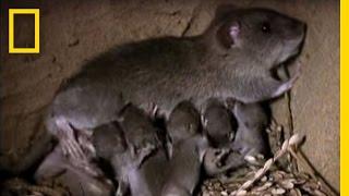 Momma Rat: 15,000 Babies a Year! | National Geographic