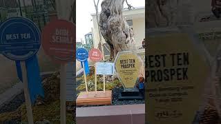 "BEST TEN"Bonsai Legundi Tua Menawan#shortsvideo#shorts#viral