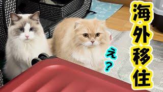 【重大発表】猫を連れて海外移住を決めました。（ラグドール）