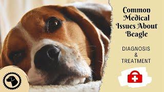 11 Most Common Medical Issues About Beagle | DOG HEALTH  #BrooklynsCorner