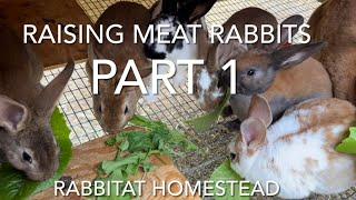 Raising Meat Rabbits Part 1 | Breeding