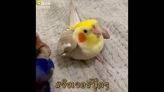 Cookie cookie. Cockatiel drops HC cookie beat. Loud audio 10 min good loop. #จิงเจอร์ปุ๊ดๆ