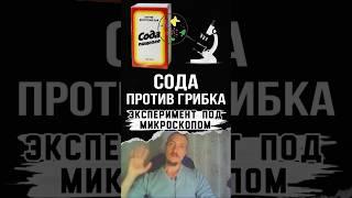 Как сода борется с грибком в организме #грибок  #здоровье #кандида  #подмикроскопом