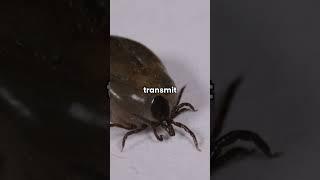 Tick Species & The Diseases They Carry #shorts