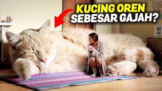 SERING DIKIRA KUCING SILUMAN! KUCING OREN SEBESAR GAJAH? Inilah 7 Jenis Kucing Terbesar di Dunia