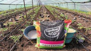 Какие Удобрения вносить весной под вспашку