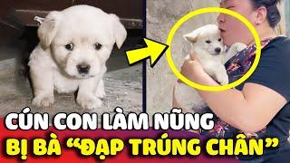 Cún con khóc lóc 'LÀM NŨNG' với bà ngoại như 'EM BÉ' vì lỡ bị bà đạp trúng chân  | Gâu Đần