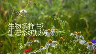 生物多样性和生态系统服务 (MS-LS2-5, Chinese)