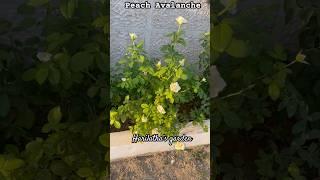 Peach Avalanche Rose 06-06-2025 #flowers #rosegarden #shorts