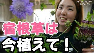 宿根草　今植えて　多年草　一年草の違い　夏までに　根っこを大きくする　強くなる　葉っぱを茂らす　来年めっちゃ大きくなる【おうちでガーデニング】開花園チャンネル