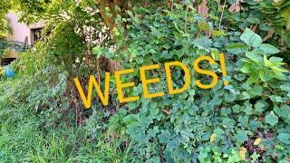 Grow food with WEEDS