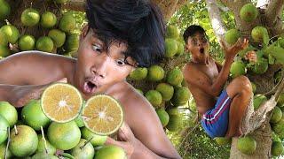 Survival in the Rainforest: Green Orange Picks and Exotic Yummy Eats | Primitive Boy