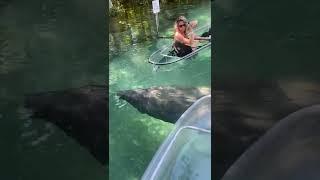 Manatees at Crystal River