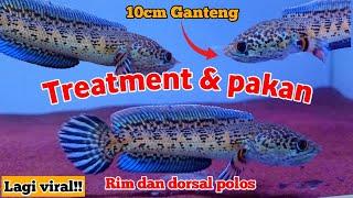 Treatment Auranti Dorsal polos & Gondrong.