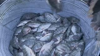 HARVESTING TILAPIA FISH FROM THE POND AND EATING THEM