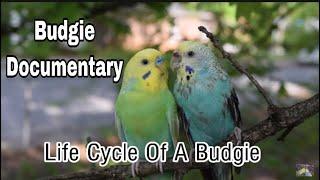 Budgie Documentary