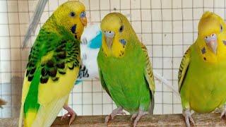 12 Hours of Budgies In Their Aviary - Singing and Playing - Play For Your Budgie - Budgie Sounds