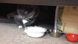 Marzipan the Cat drinks water