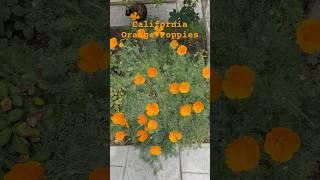 California Orange Poppies/Marigolds in my garden ️ #springflowers #garden #poppies