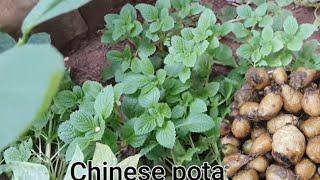 Harvesting Chinese potato (koorka)