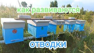 Отводки на маточник. Развитие идёт. Пчеловодство!