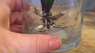 Water culture orchid's,  I'm back! Answering viewer questions