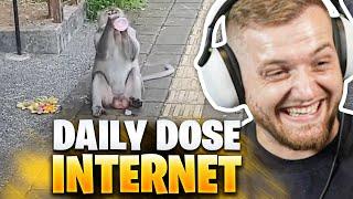 WIE SMART ist der AFFE BITTE?! - Daily DOSE of Internet REAKTION | Trymacs Stream Highlights
