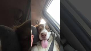 Собака которая проспала весь отпуск) #гудлак #аусси #австралийскаяовчарка
