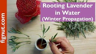 Rooting Lavender in Water (Winter Propagation)
