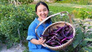 A basket of freshly picked eggplants, the most authentic way to make them, fresh and tender