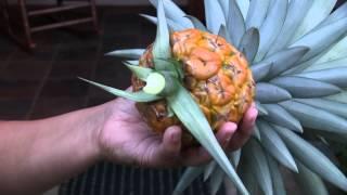 How to Harvest Your Pineapple