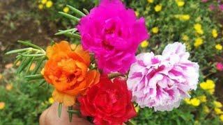 Propagating Moss Rose Flowers Super Easy| Cara memperbanyak bunga Krokot