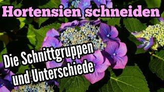 Hortensien schneiden - Auf die Schnittgruppen kommt es an - Unterschiede beim Rückschnitt Hydrangea