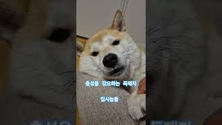 충성을 강요하는 시바견 집사놈들 #시바견   #강아지