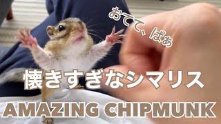 Chipmunk Tod and Mom are best friends/じゃれるシマリスが可愛すぎる！