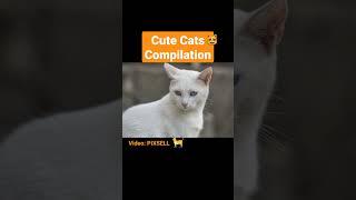 Cute Cats Compilation / Cute Cats Video