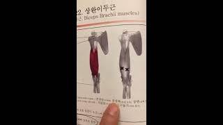 #22.상완이두근 #임상가의 관점에서 본 #임상해부학적 #기시_정지 #신경지배 #기능